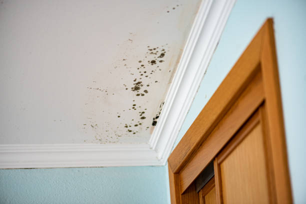 Best Black Mold Remediation in Greenville, AL